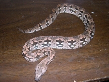 Romeo