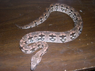 Romeo