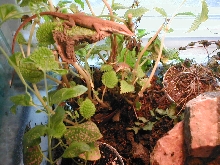 My Two Green Anoles