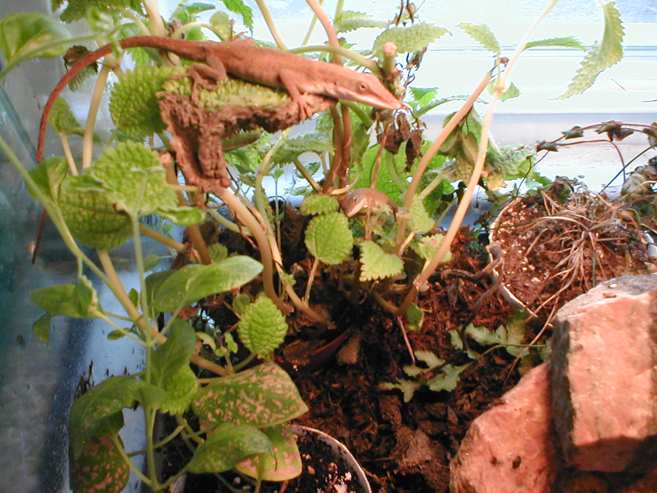 My Two Green Anoles