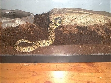 Hognose