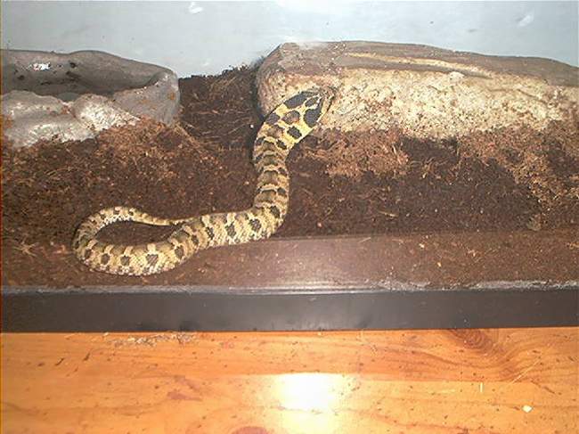 Hognose