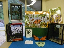 2008 Monarch rearing season