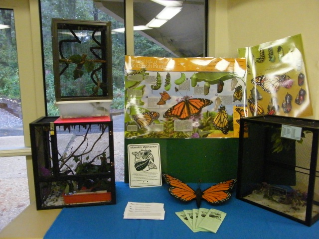 2008 Monarch rearing season