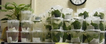2008 Monarch rearing season