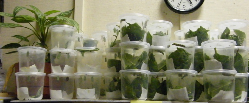 2008 Monarch rearing season