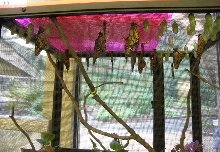 2008 Monarch rearing season