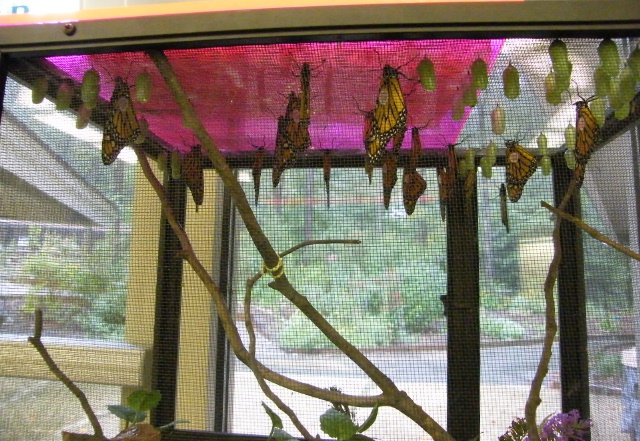 2008 Monarch rearing season