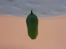 2008 Monarch rearing season