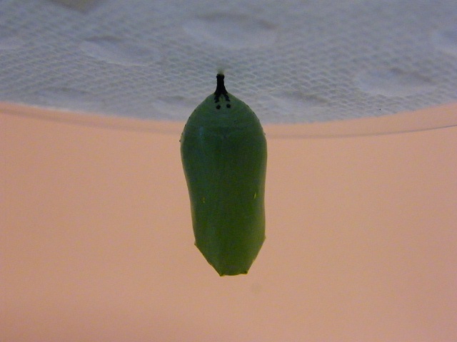 2008 Monarch rearing season
