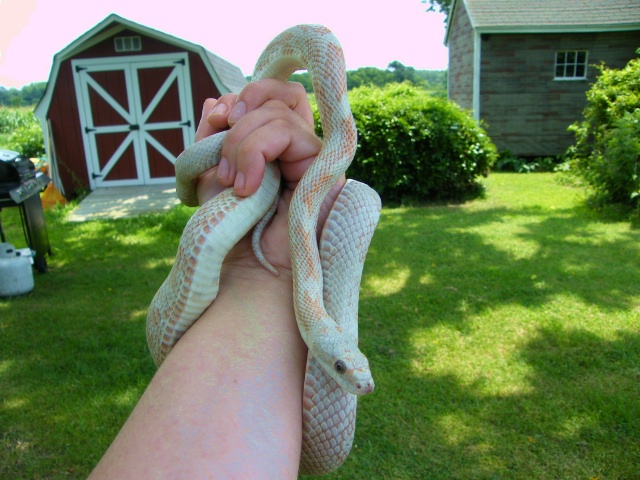 WC black rat snake