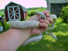 WC black rat snake