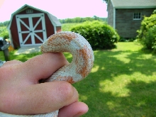 WC black rat snake