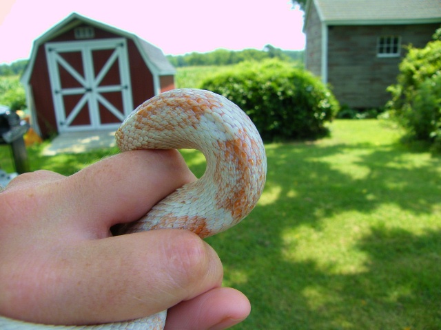 WC black rat snake