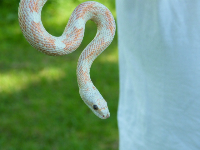 WC black rat snake