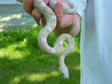 WC black rat snake