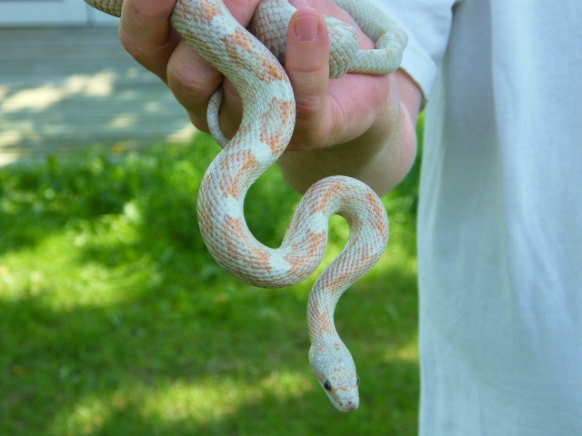 WC black rat snake