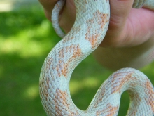 WC black rat snake