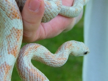 WC black rat snake