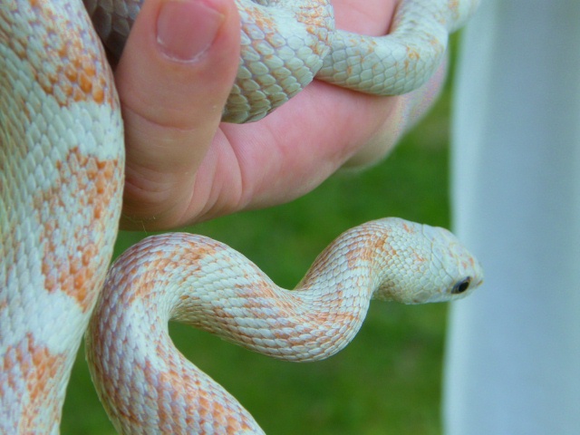 WC black rat snake