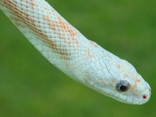 WC black rat snake