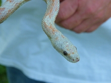 WC black rat snake