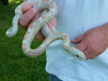 WC black rat snake
