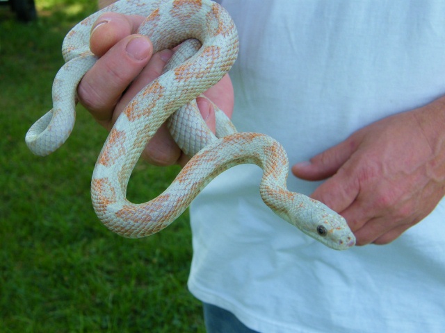 WC black rat snake