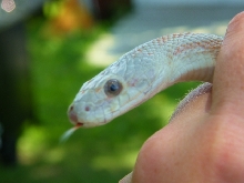 WC black rat snake