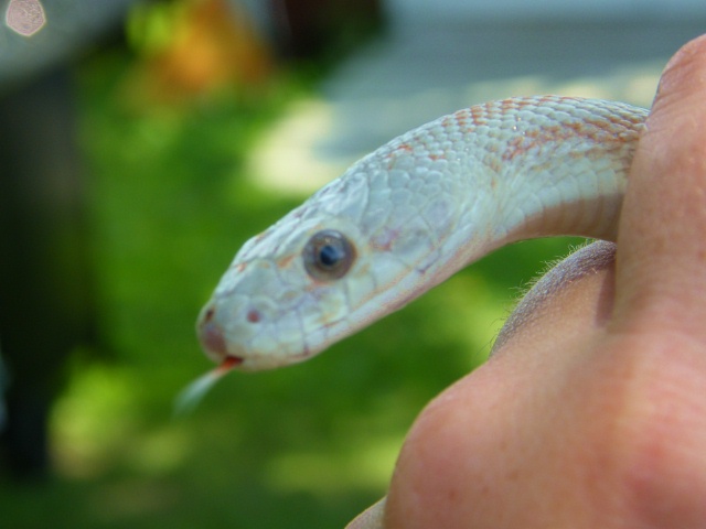 WC black rat snake