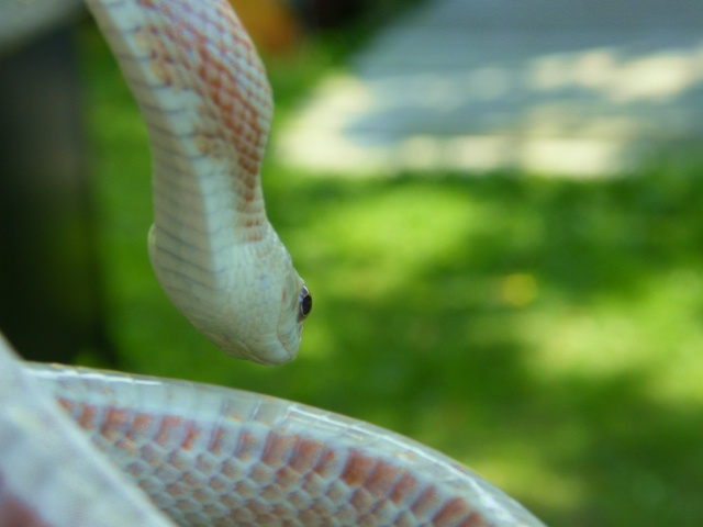 WC black rat snake