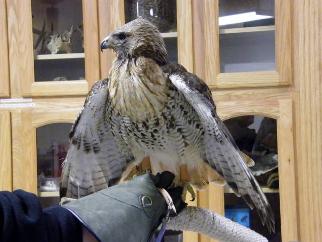 Red-tail Hawk