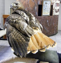 Red-tail Hawk