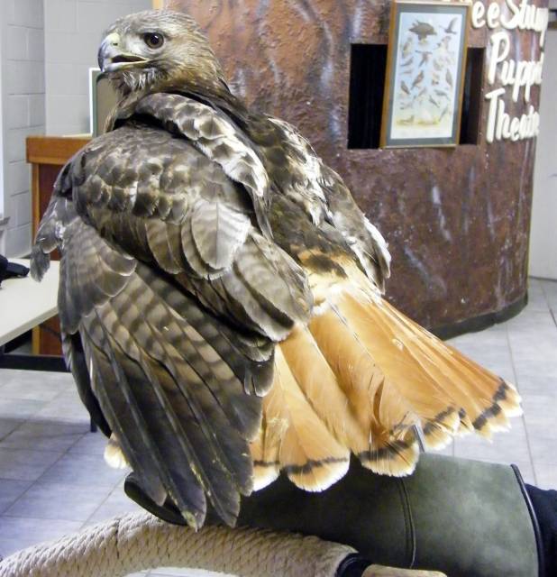 Red-tail Hawk