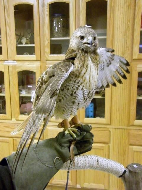 Red-tail Hawk