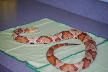 Vern the Copperhead 1984-2010