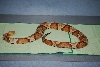 Vern the Copperhead 1984-2010