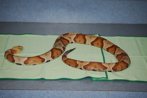 Vern the Copperhead 1984-2010