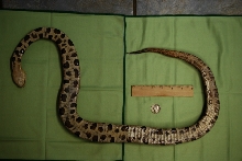 Copperhead Scale Bottom