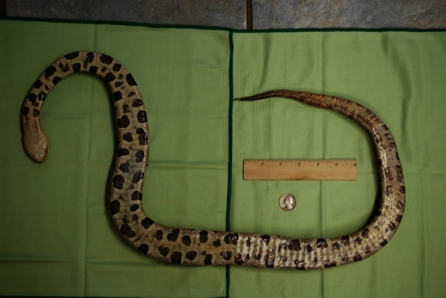 Copperhead Scale Bottom