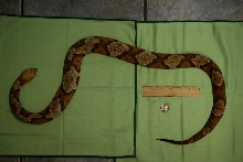 Copperhead Scale Top