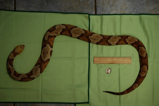 Copperhead Scale Top