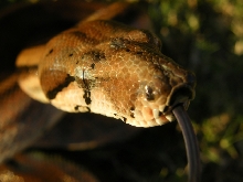 Hypo Het Tpos - Female