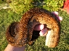 Hypo Het Tpos - Female