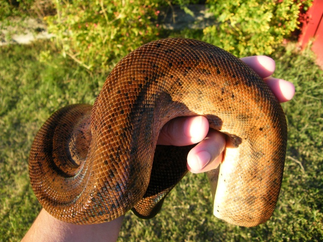 Hypo Het Tpos - Female