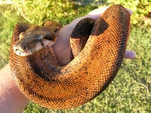 Hypo Het Tpos - Female