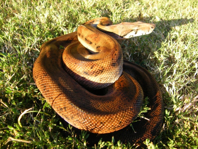 Hypo Het Tpos - Female