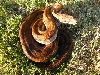 Hypo Het Tpos - Female