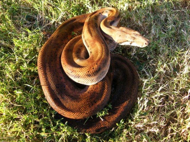 Hypo Het Tpos - Female