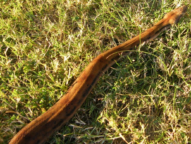 Hypo Het Tpos - Female